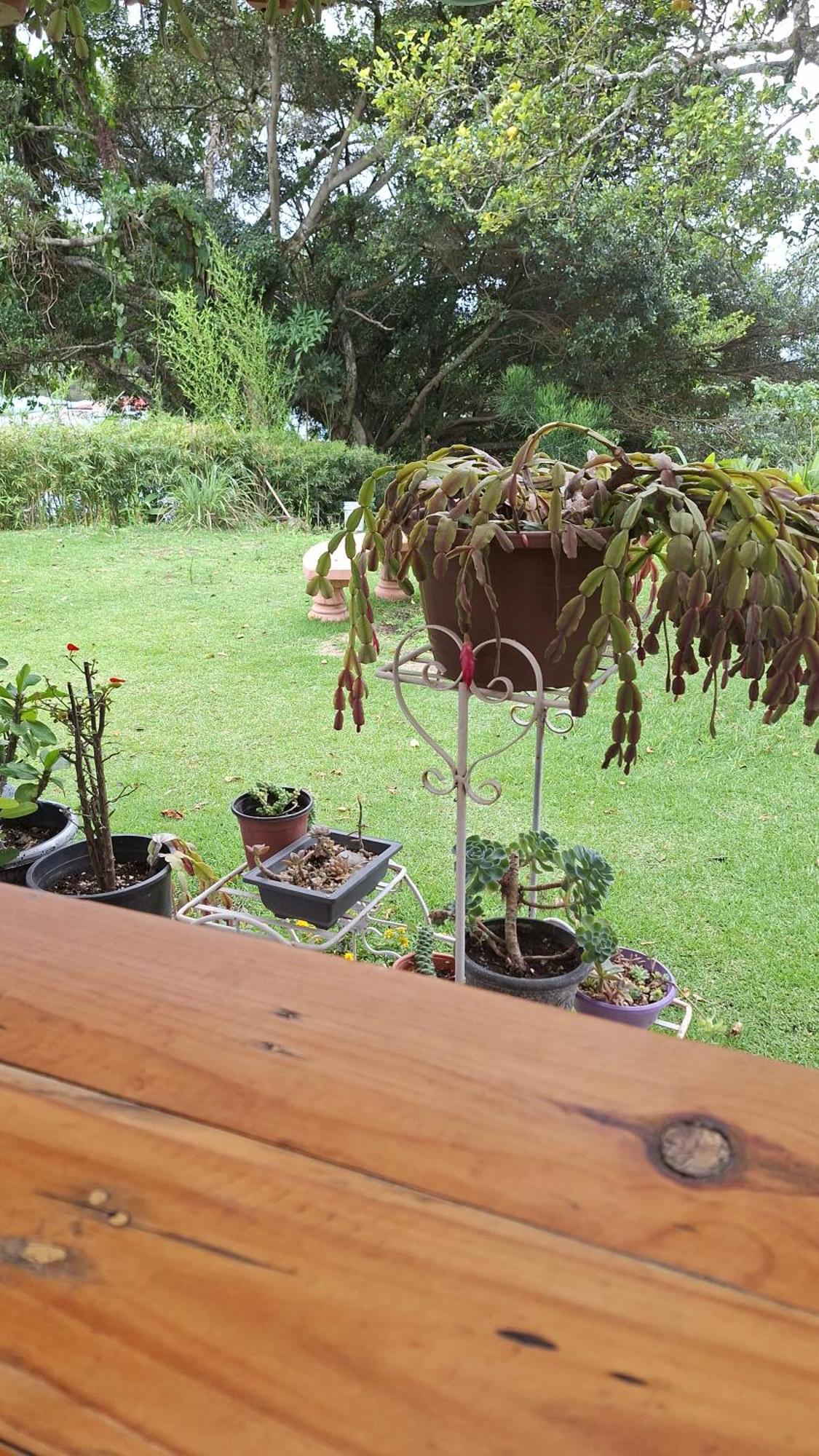 Hostal Vista Boquete Bajo Boquete المظهر الخارجي الصورة